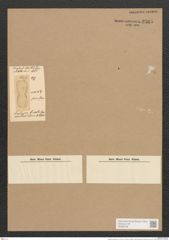 Amphiprora lineata Grev. (de-Toni-Nr.: Genus 29, Species 1336) Zeichnungen Sammlung Grunow Nr. 2565 (NHMW-BOT-W0369748)